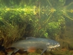 Rys 201: Atlantic Salmon, Attleboro National Fish Hatchery.jpg [79136 bajt�w]